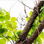 Amyris Wood - Amyris balsamifera ��L���ȭ���o